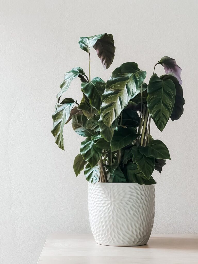 home decor plant