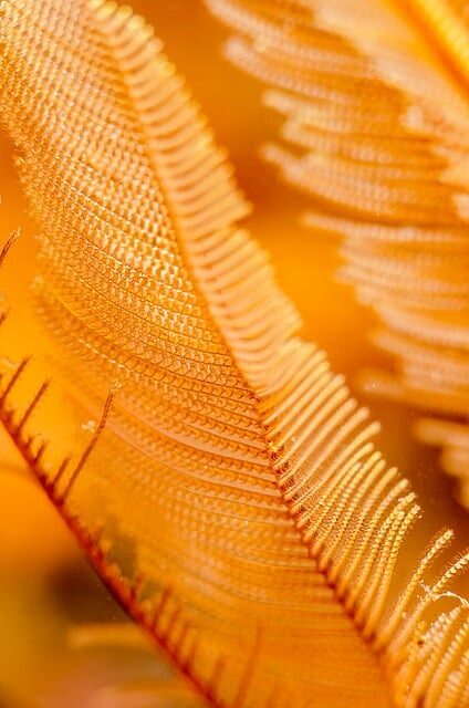 natural fabric